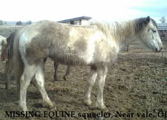 MISSING EQUINE squeeler, Near vale, OR, 97918
